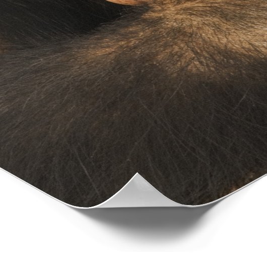 Chimpansee (Pan troglodytes). Jonge speelbal 2 Poster (Hoek)