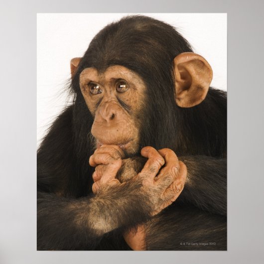Chimpansee (Pan troglodytes). Jonge speelbal 2 Poster (Voorkant)