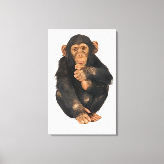 Chimpansee (Pan troglodytes). Jonge speelster Canvas Afdruk (Voorkant)