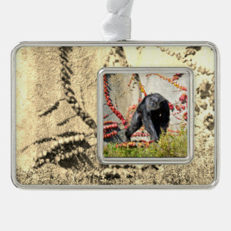 Chimpansee (Pan troglodytes) lopen op grasPoster Verzilverd Omlijst Ornament