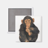 Chimpansee (Pan troglodytes) Magneet (Voorkant / Achterkant)