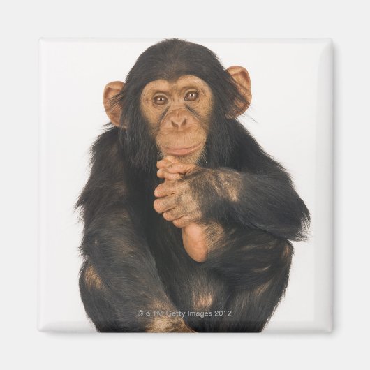 Chimpansee (Pan troglodytes) Magneet (Voorkant)