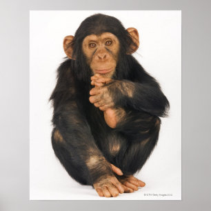 Chimpansee (Pan troglodytes) Poster