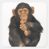Chimpansee (Pan troglodytes) Vierkante Sticker (Voorkant)