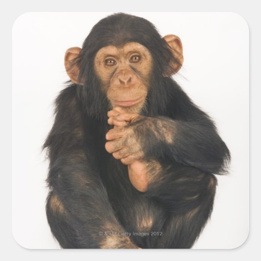 Chimpansee (Pan troglodytes) Vierkante Sticker (Voorkant)