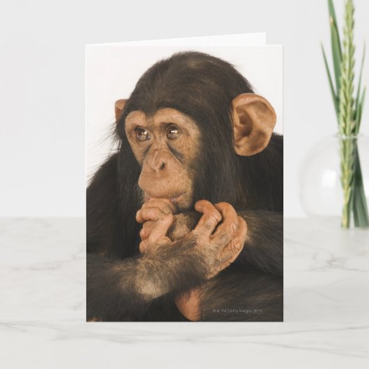Chimpansee (Panholbewoners). Jonge playfull 2 Kaart (Voorkant)