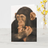 Chimpansee (Panholbewoners). Jonge playfull 2 Kaart (Gele Bloem)