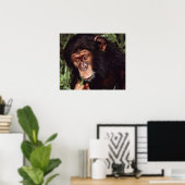 Chimpansee Poster (Thuiskantoor)