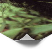 Chimpansee Poster (Hoek)