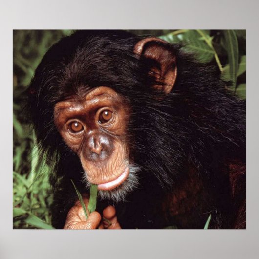 Chimpansee Poster (Voorkant)