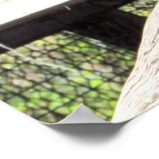 Chimpansee Poster (Hoek)