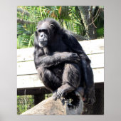 Chimpansee Poster (Voorkant)