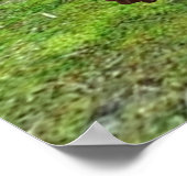 Chimpansee Poster (Hoek)