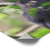 Chimpansee Poster (Hoek)