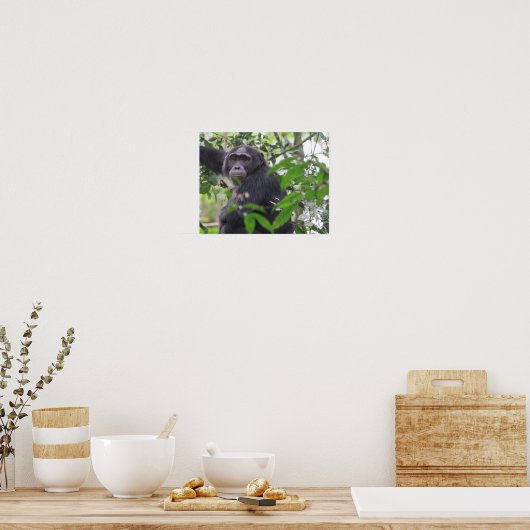 Chimpansee Poster (Keuken)