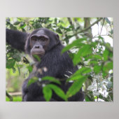 Chimpansee Poster (Voorkant)
