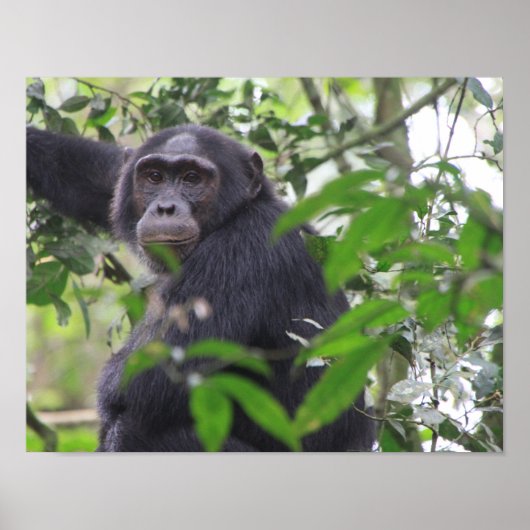 Chimpansee Poster (Voorkant)