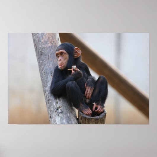 Chimpansee Poster (Voorkant)