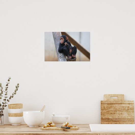 Chimpansee Poster (Keuken)