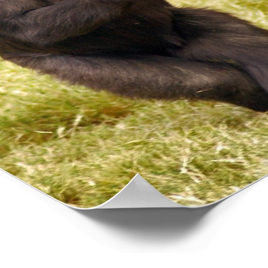 Chimpansee Poster Print (Hoek)