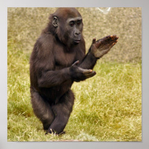 Chimpansee Poster Print