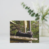 Chimpansee Resting Briefkaart (Staand voorkant)
