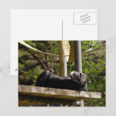 Chimpansee Resting Briefkaart (Voorkant / Achterkant)
