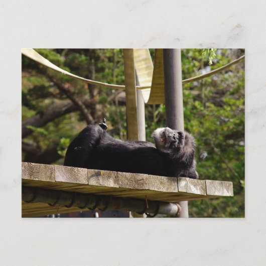 Chimpansee Resting Briefkaart (Voorkant)