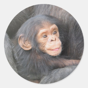 Chimpansee Ronde Sticker