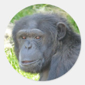 Chimpansee - Sticker (Voorkant)