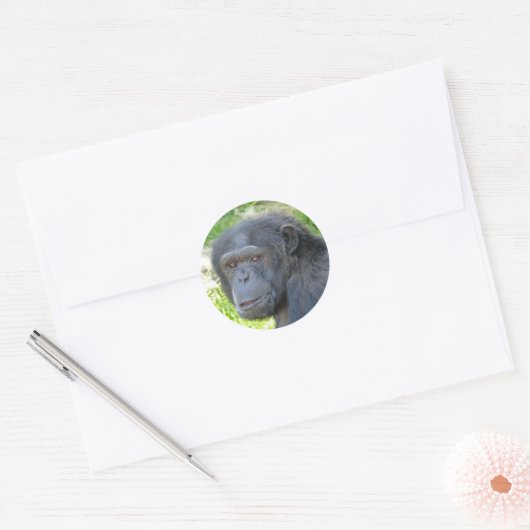 Chimpansee - Sticker (Envelop)