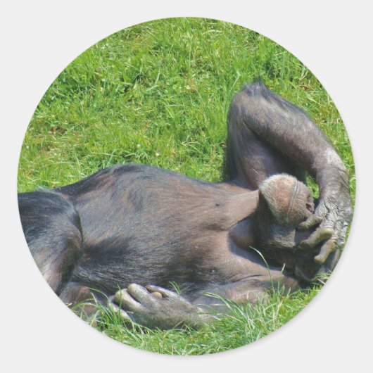 Chimpansee - Sticker (Voorkant)