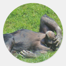 Chimpansee - Sticker