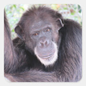 Chimpansee Stickers (Voorkant)