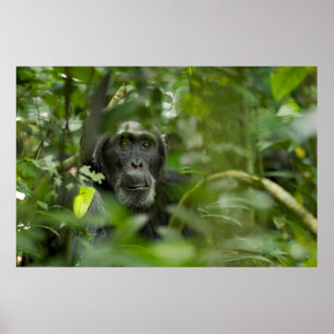 Chimpansee Verborgen onder vegetatie Poster