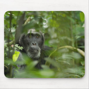 Chimpansee Verborgen Tussen De Vegetatie Muismat