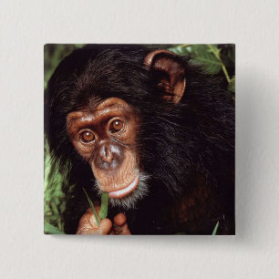 Chimpansee Vierkante Button 5,1 Cm