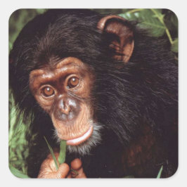 Chimpansee Vierkante Sticker