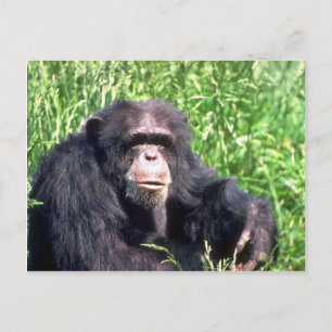 Chimpansee-volwassene die in zonnig gras zit briefkaart