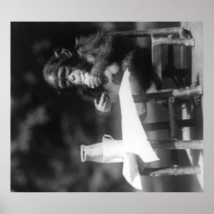 Chimpansee Zat op tafel in de nationale dierentuin Poster