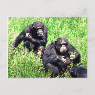 Chimpansees die gras eten (noot baby) briefkaart