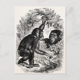 Chimpansees Sjabloon uit de 1800-landen Briefkaart
