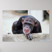 ChimpansePoster Poster (Voorkant)