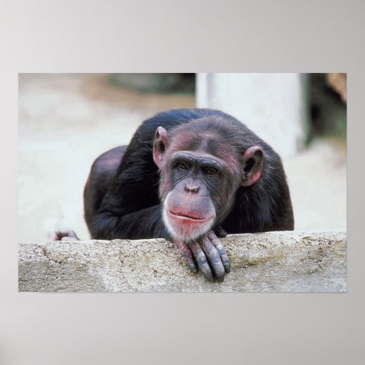 ChimpansePoster Poster (Voorkant)