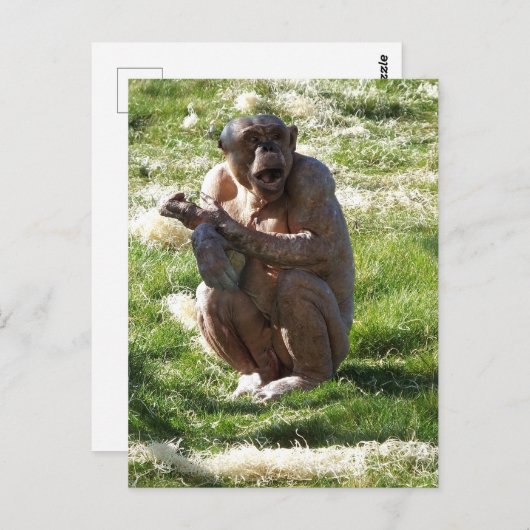 CHIMPANZEE BRIEFKAART (Voorkant / Achterkant)