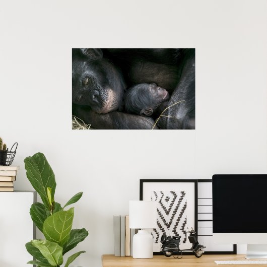 CHIMPANZEE MOEDER EN KIND POSTER (Thuiskantoor)