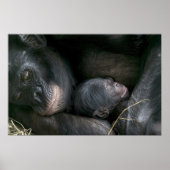 CHIMPANZEE MOEDER EN KIND POSTER (Voorkant)
