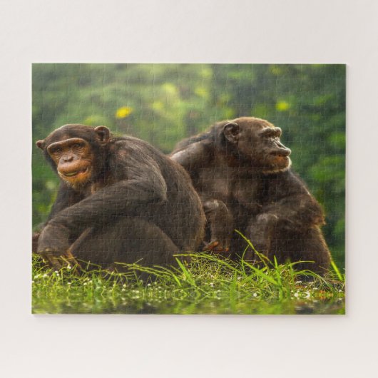 Chimpanzee Monkey. Legpuzzel (Horizontaal)