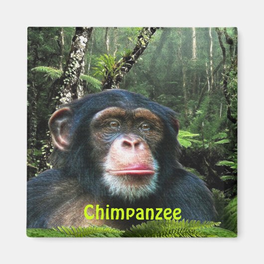 CHIMPANZEE & OERWOUD Primaat Wildlife Kunstmagneet Magneet (Voorkant)
