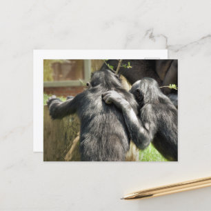 CHIMPANZES BRIEFKAART